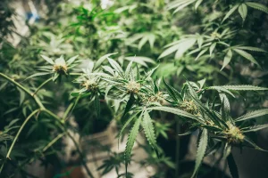 canabis romania